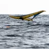 Naish Wing Anchor